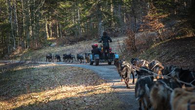 Chiens de traîneau : baptême avec un traineau à roulettes, canikart (© Glak)