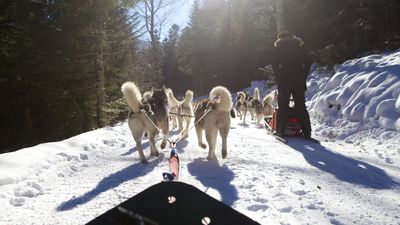 Chiens de traîneau : baptême ou initiation à la conduire d’attelage