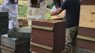Visite d'une miellerie : découvrir le monde des abeilles et des plantes (© Abeille du Vercors)